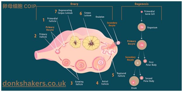 卵母细胞 COIP: Exploring a Key Method in Reproductive Biology